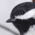 Chickadee
